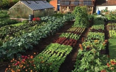 3 pasos para comenzar un jardín comestible