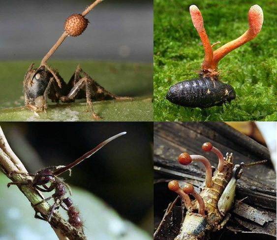 Hongos entomopatógenos: Una alternativa ecológica para el control de plagas